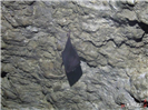 Jaskinia Kryształowa - nietoperz
